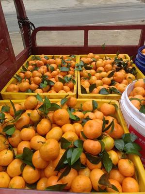 甜蜜之选 广西西林县精品砂糖橘新鲜上市批发指南