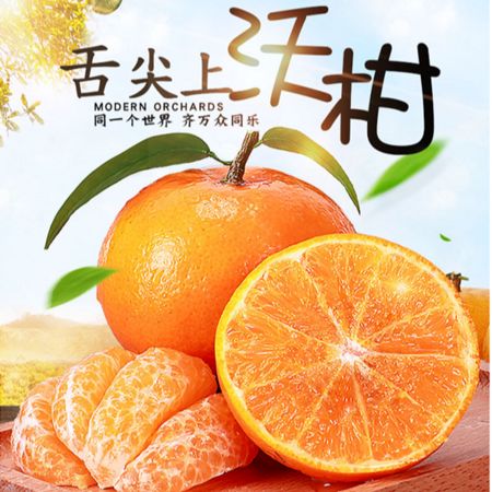 探秘云南高山沃柑 为何它不来自广西武鸣，却是当季最优选？