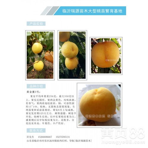 油蟠桃2018新品种 晚熟鲜果市场的黄金选择