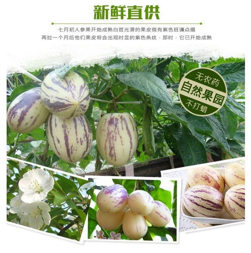 富硒养生珍品 云南石林人参果，新鲜圆果批发正当时