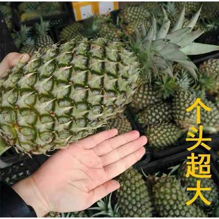爆甜多汁，金钻凤梨大果 来自产地的当季新鲜之选