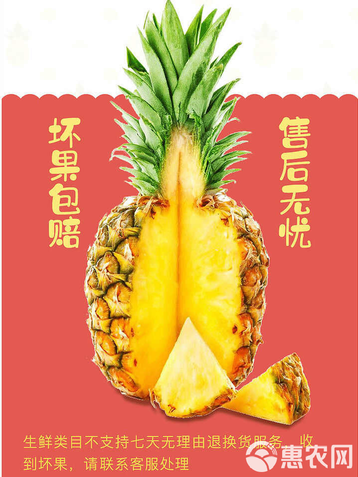 北纬21°的甜蜜馈赠——西双版纳金钻凤梨上市，手撕即食掀起味蕾狂欢